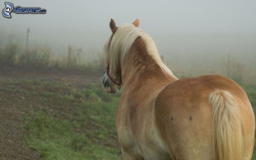 brown horse, fog