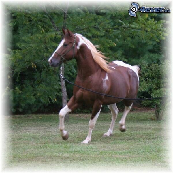 brown horse, gallop