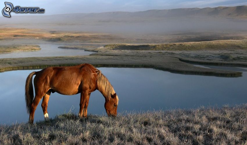 brown horse, lakes, ground fog