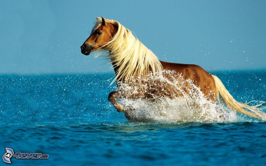 brown horse, sea
