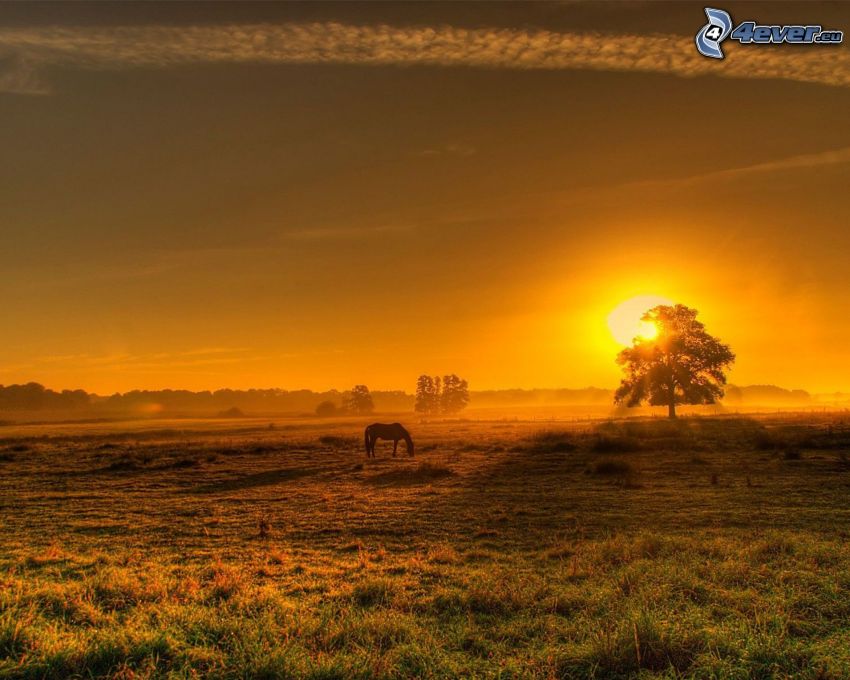 brown horse, silhouette, sunset, silhouette of tree