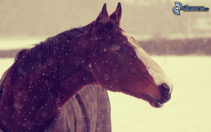 brown horse, snowfall