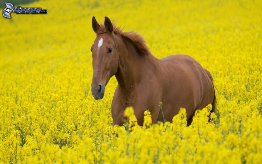 brown horse, yellow flowers, field