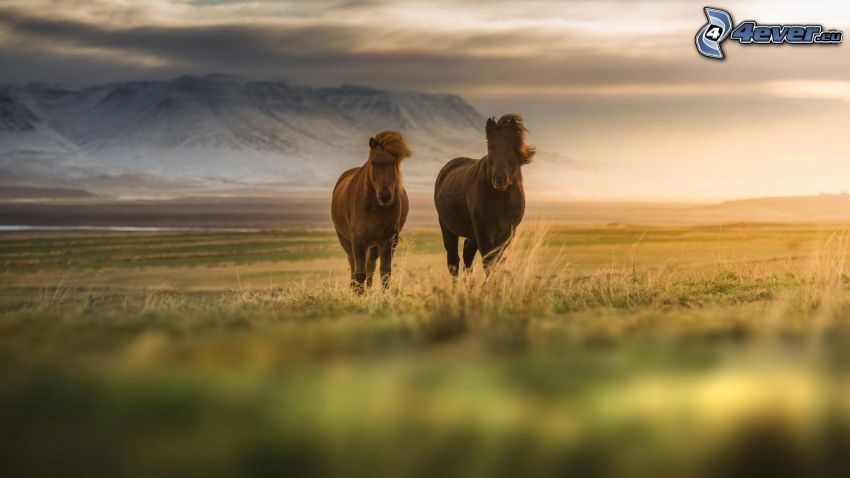 brown horses, field