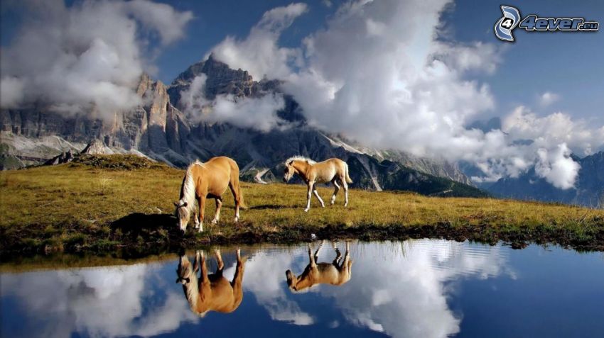 brown horses, lake, reflection, rocky mountains, clouds
