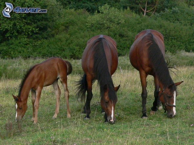 brown horses, mane, meadow, pasture, foal, forest