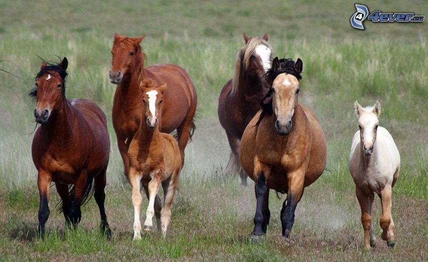 herd of horses, foal