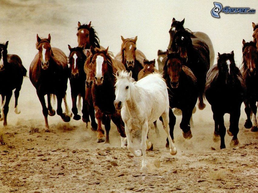 herd of horses, gallop, sand