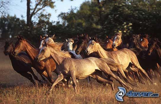 herd of horses, meadow, running