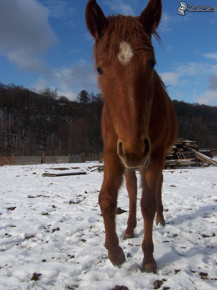 horse, animals, snow, nature