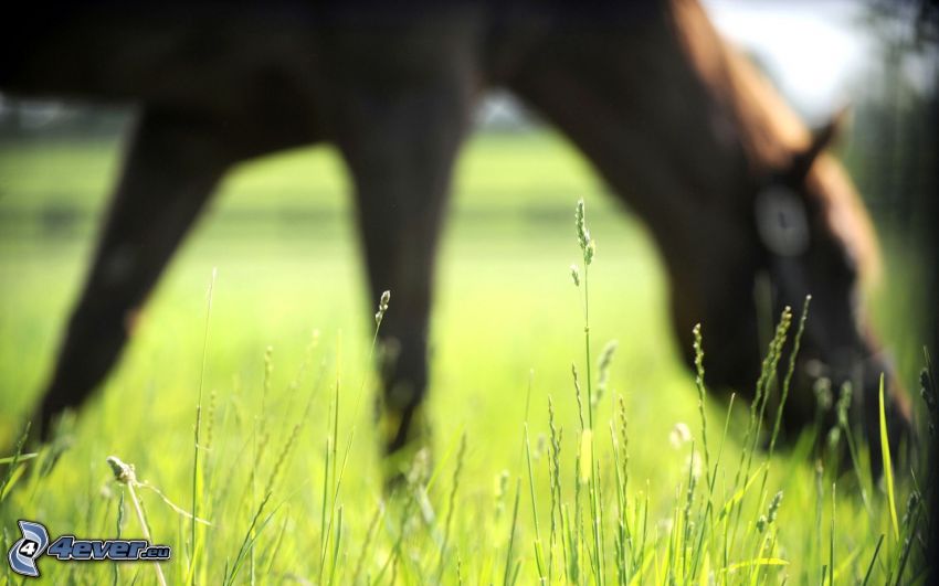 horse, grass