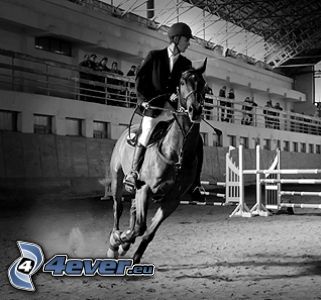 horse, horse show jumping, horseman, arena