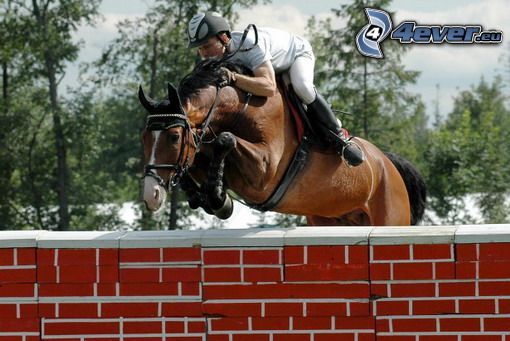 horse, horse show jumping, obstacle, horseman