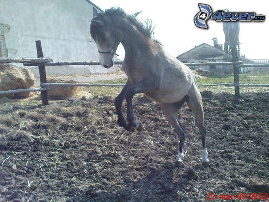 horse, jump, foal