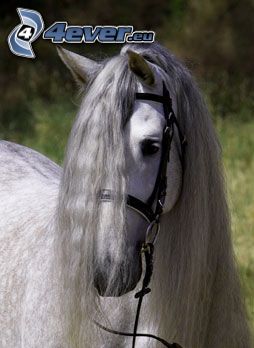horse, pony