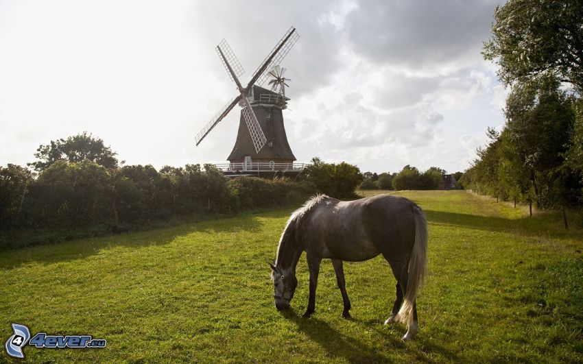 horse, windmill