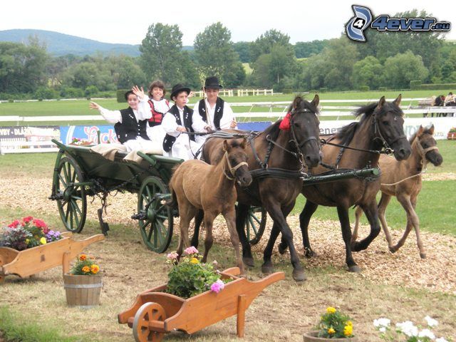 horse cart, carriage, folklore, horses, baby, foal