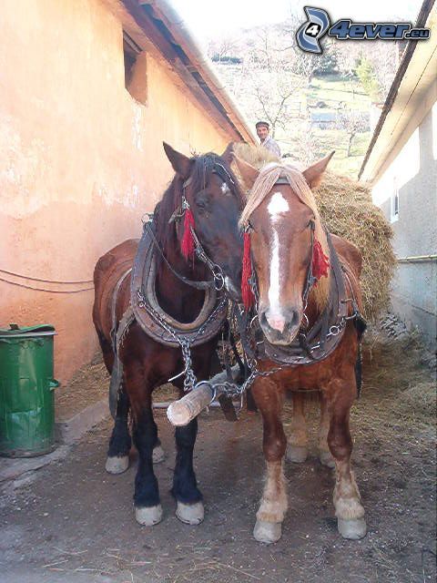 horse cart, cart-horses, hay