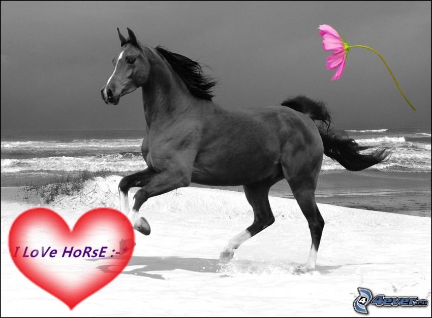 horse on the beach, sea, flower