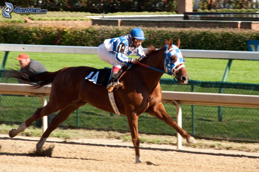 horse racing, brown horse, jockey