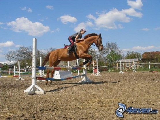 horse show jumping, jump, obstacle, horse