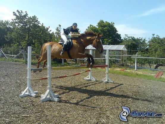 horse show jumping, obstacle