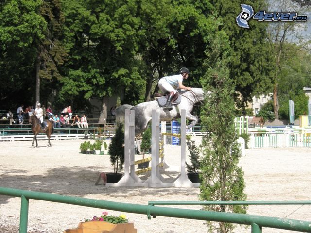 horse show jumping