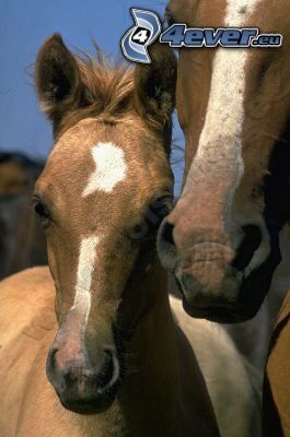 horses, animals, nature, freedom