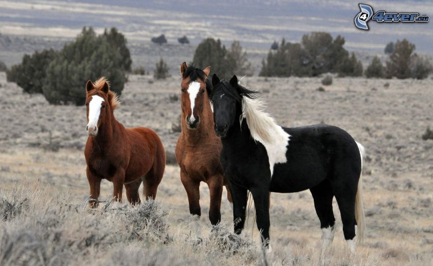 horses, brown horses, black horse