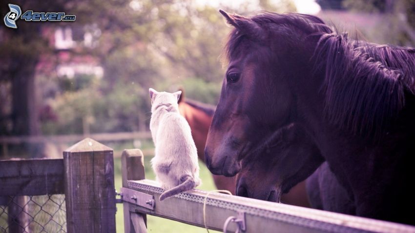 horses, cat on fence