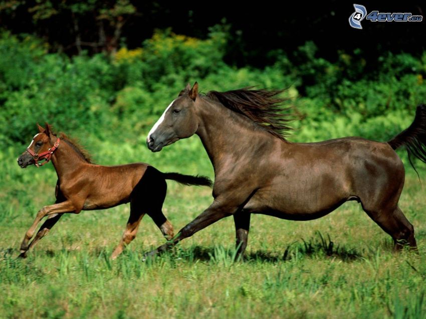 horses, foal, grass