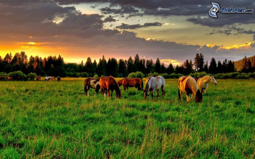 horses, meadow, grass, clouds, evening dawn