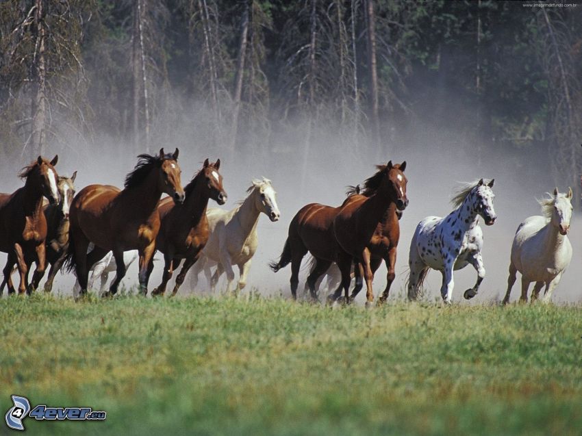 horses, running, dust, forest
