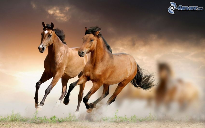 horses, running, dust