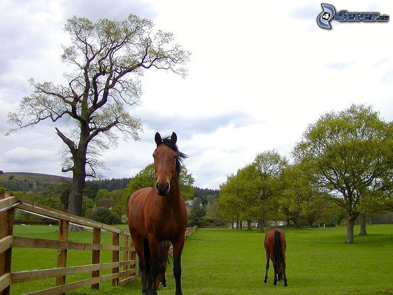 horses in fence, green grass, trees
