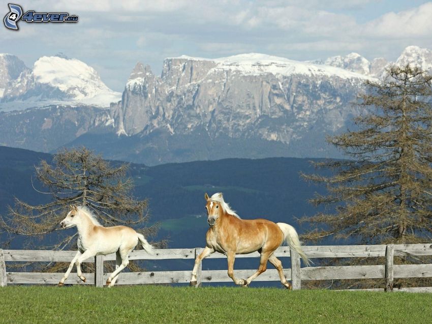 horses in fence, mountains