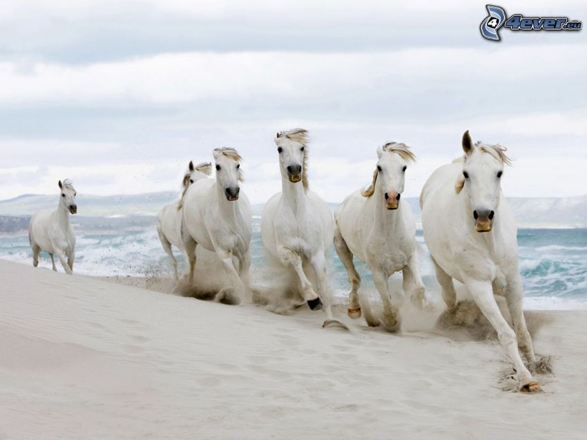 horses on the beach, white horses, sea
