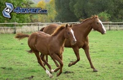 mare, horses, foal, fence, gallop