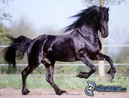 running horse, black horse