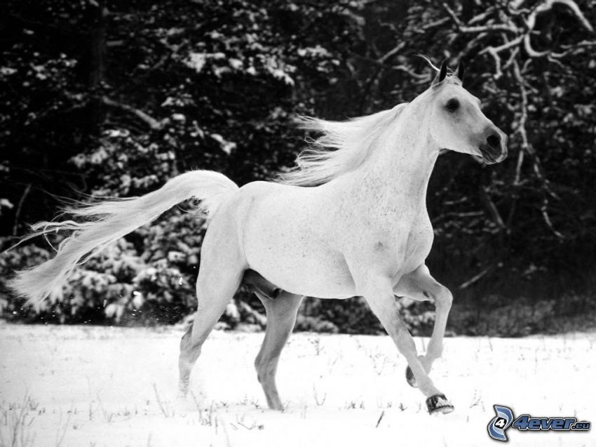 running horse, white horse, forest