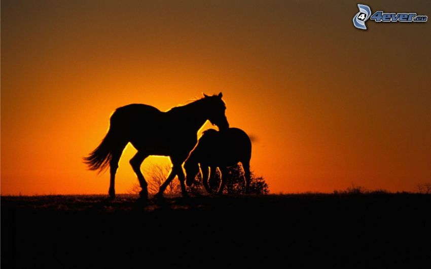 silhouettes of horses, foal, orange sunset, evening dawn