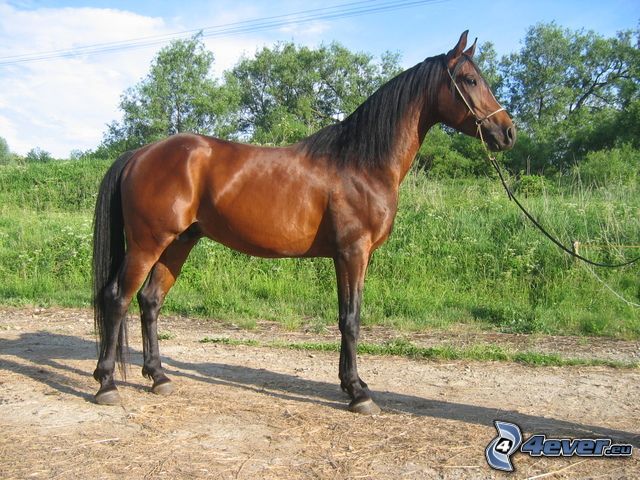 stallion, brown horse