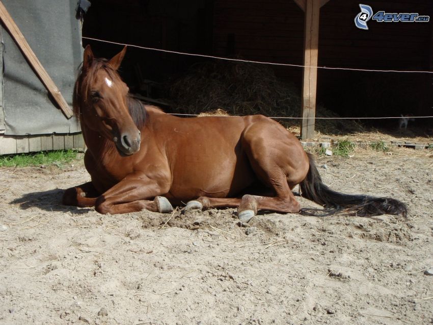 the horse in the fence, sand, mare, stable