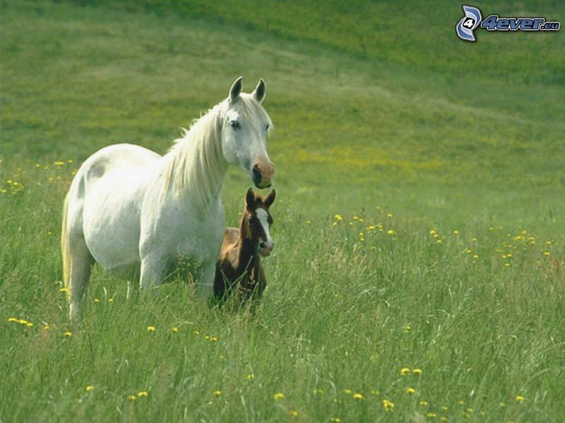 white horse, foal, meadow, grass