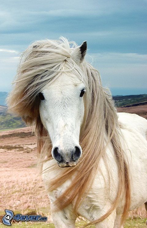 white horse, mane, wind