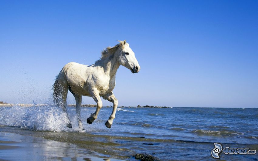 white horse, sea