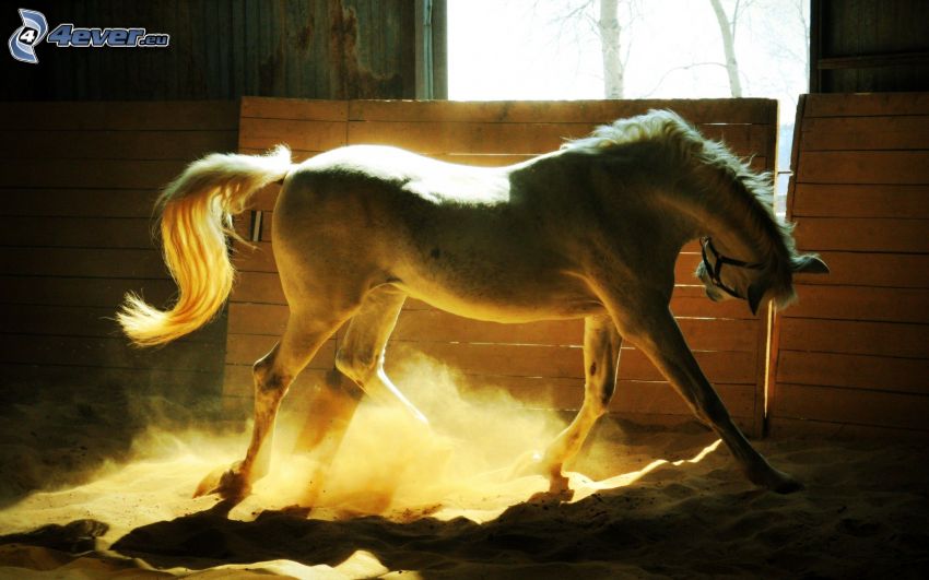 white horse, stable, dust