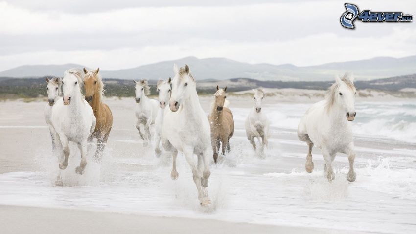 white horses, herd of horses