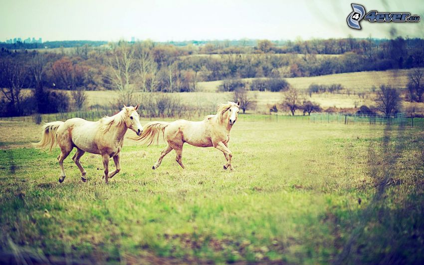 white horses, meadow
