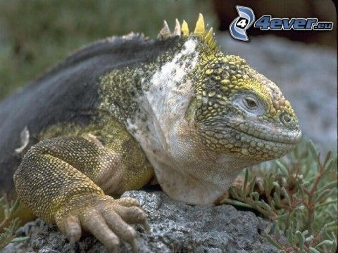 iguana, lizard